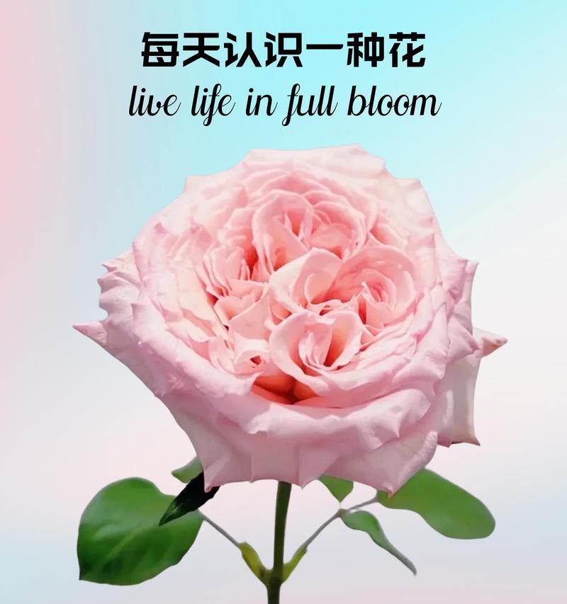 粉花代表什么含义？它的寓意有哪些？