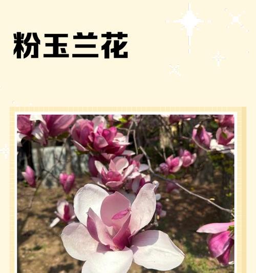 粉花代表什么含义？它的寓意有哪些？