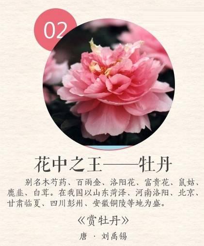 十期花的传统意义是什么？十期花在文化中代表什么？