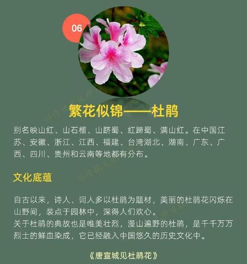十期花的传统意义是什么？十期花在文化中代表什么？