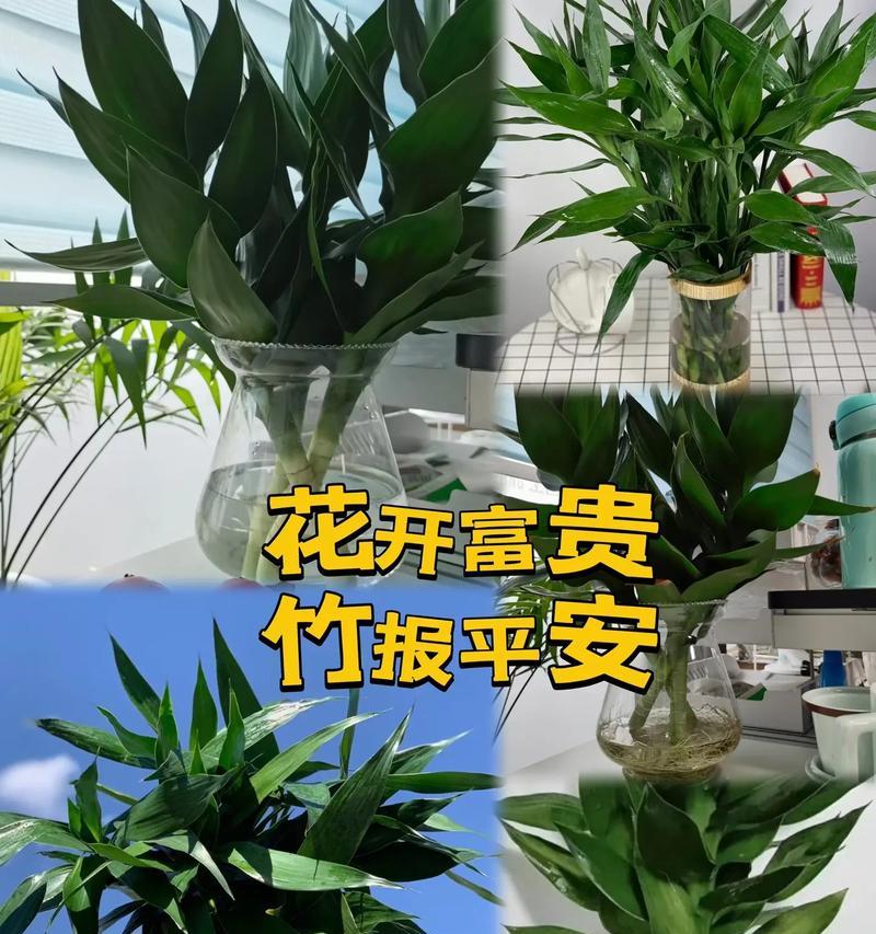 朋友平安的花及其寓意是什么？