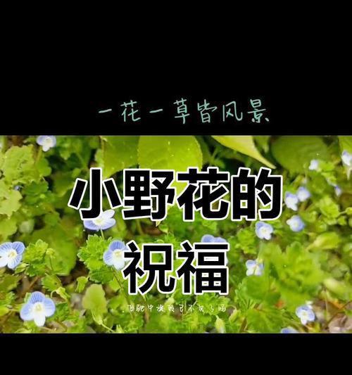 朋友平安的花及其寓意是什么？