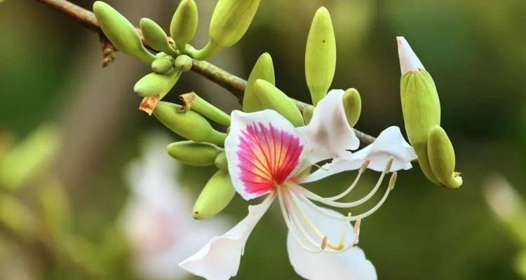 白露花寓意什么？花语中白露花的含义是什么？