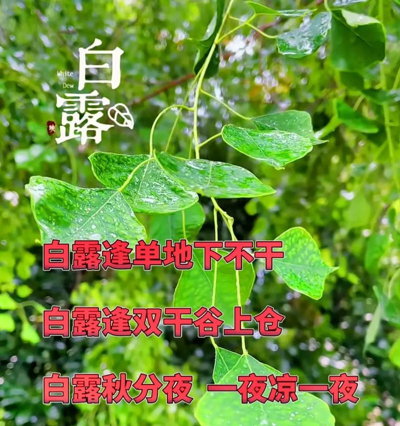 白露花寓意什么？花语中白露花的含义是什么？