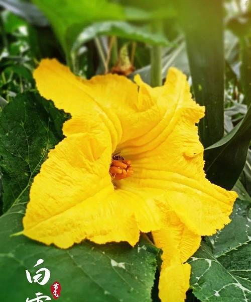 白露花寓意什么？花语中白露花的含义是什么？