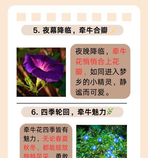 喇叭花颜色对含义的影响是什么？不同颜色的喇叭花有何不同意义？