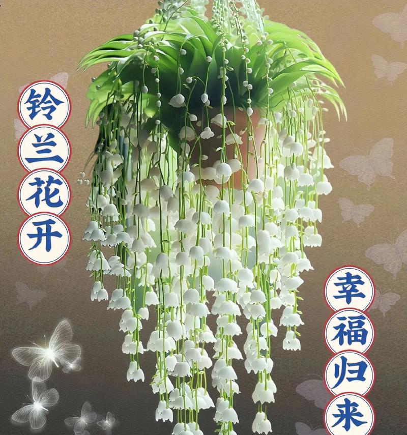 岭南小众花有哪些寓意？如何选择寓意好的花？