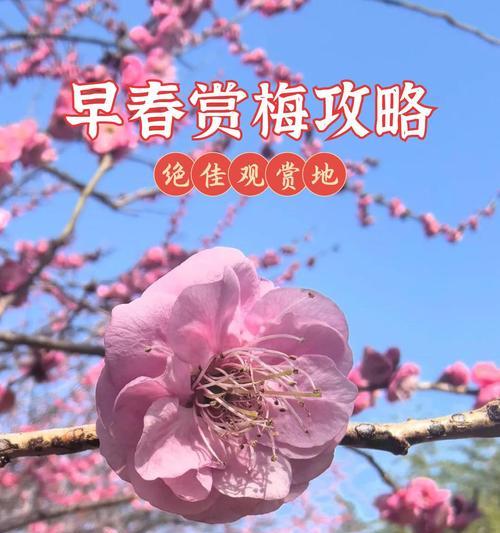 岭南小众花有哪些寓意？如何选择寓意好的花？