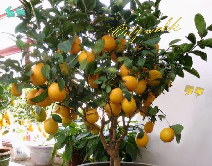 柠檬花语寓意与种植养护技巧全解析