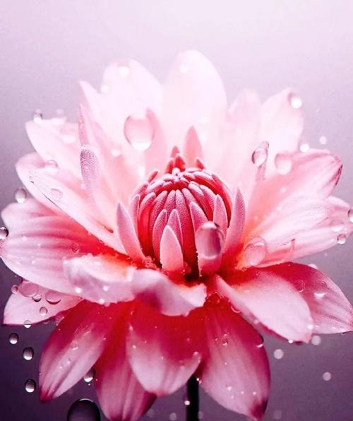 哪种花代表了自爱的含义？