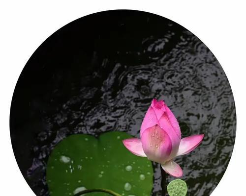 水中花背后的故事或意义是什么？