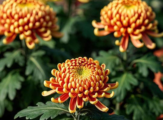安分守己的花有哪些？它们的象征意义是什么？