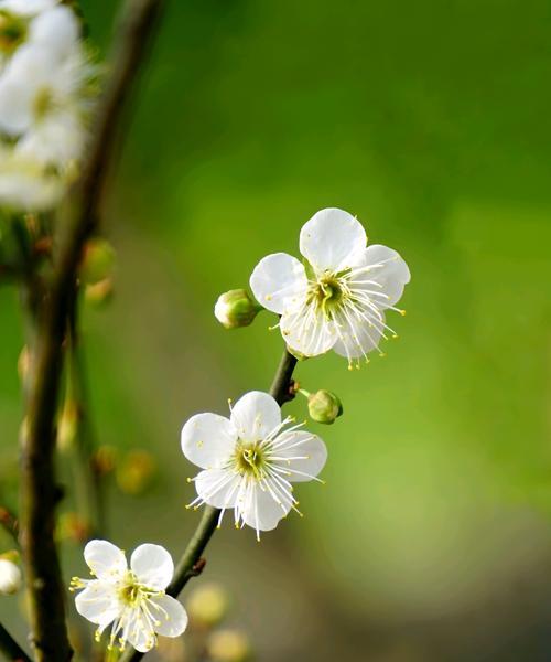 安分守己的花有哪些？它们的象征意义是什么？