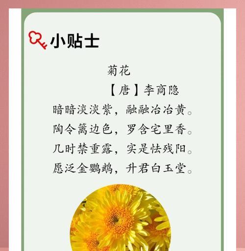 送菊花的特别含义是什么？
