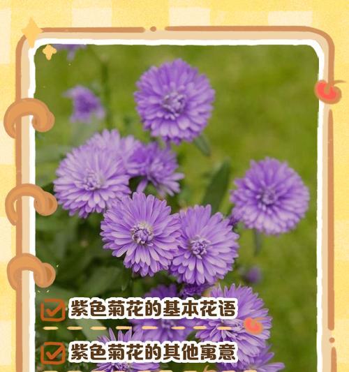 送菊花的特别含义是什么？