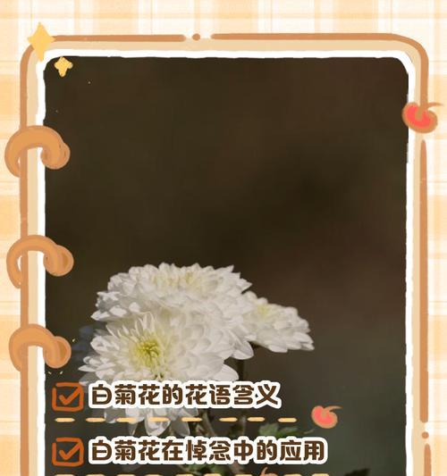 送菊花的特别含义是什么？