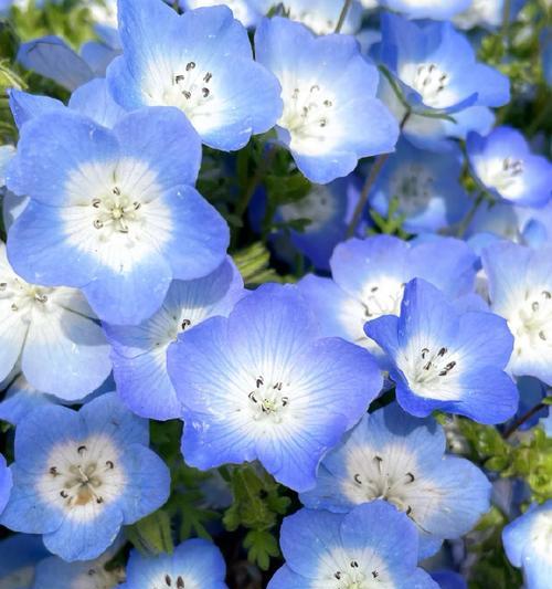 蓝色的花代表什么？蓝色花卉的象征意义有哪些？