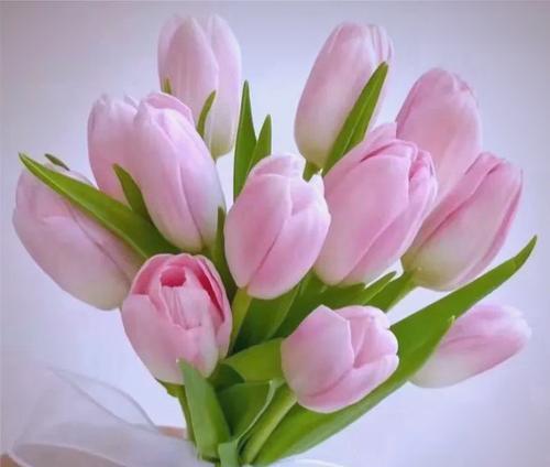 送什么给对象有含义的花？哪些花代表特别的情感？