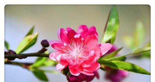 悬灵花的意义和象征含义是什么？