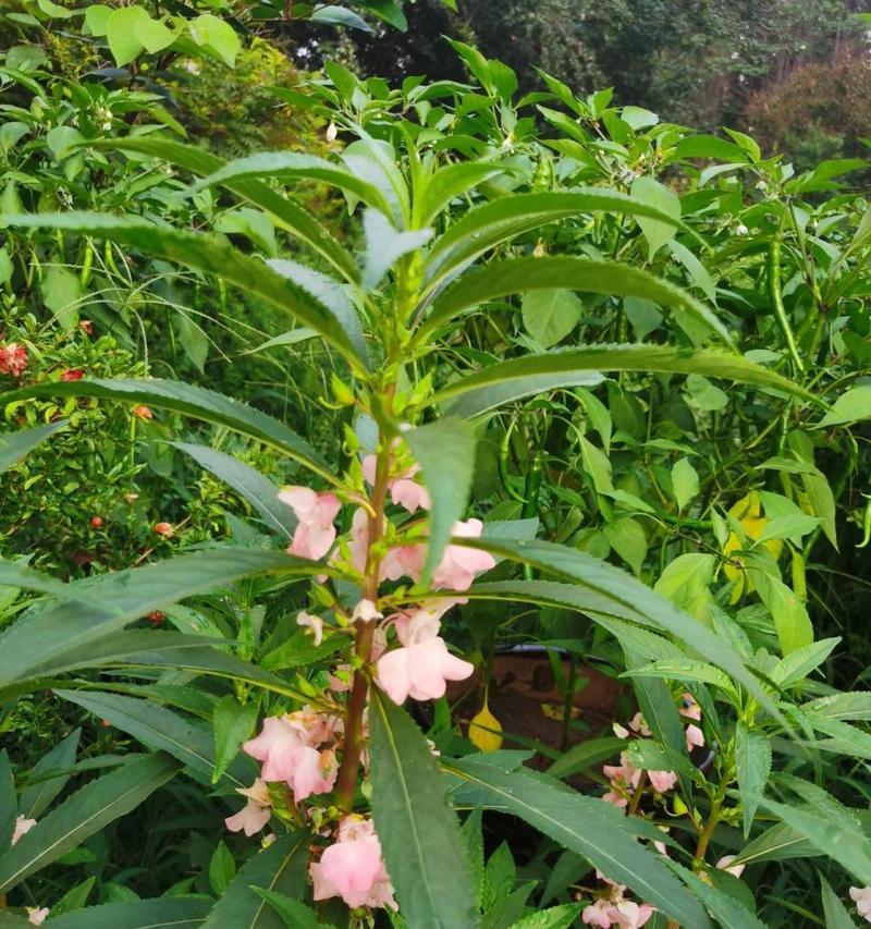 凤仙花的花语是什么？它象征着什么？