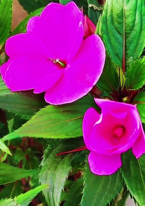 凤仙花的花语是什么？它象征着什么？
