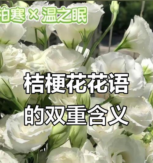 哪种花的花语代表原谅？原谅的花卉象征