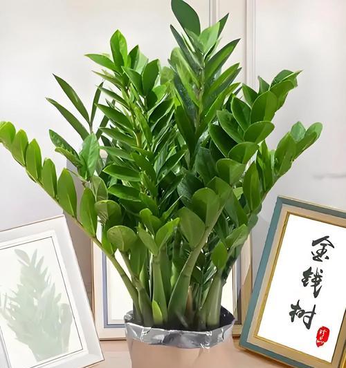 关于摆花的寓意有哪些？