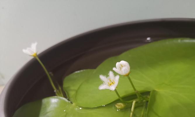 一叶莲的花语含义是什么？一叶莲象征着什么？