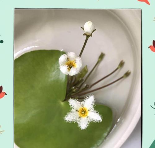 一叶莲的花语含义是什么？一叶莲象征着什么？
