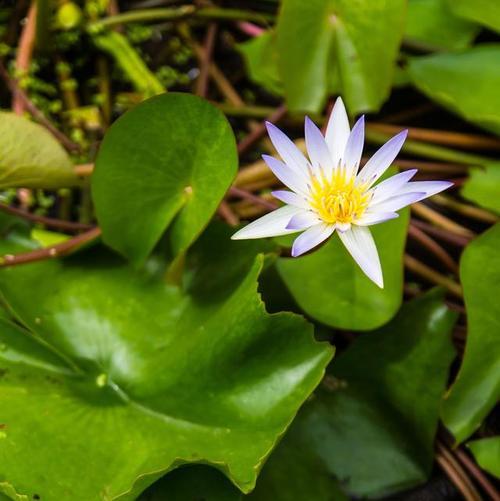 一叶莲的花语含义是什么？一叶莲象征着什么？