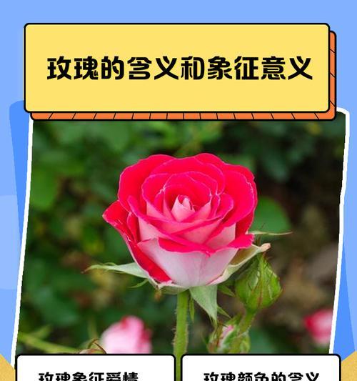 玫瑰花的含义是什么？它象征着什么？