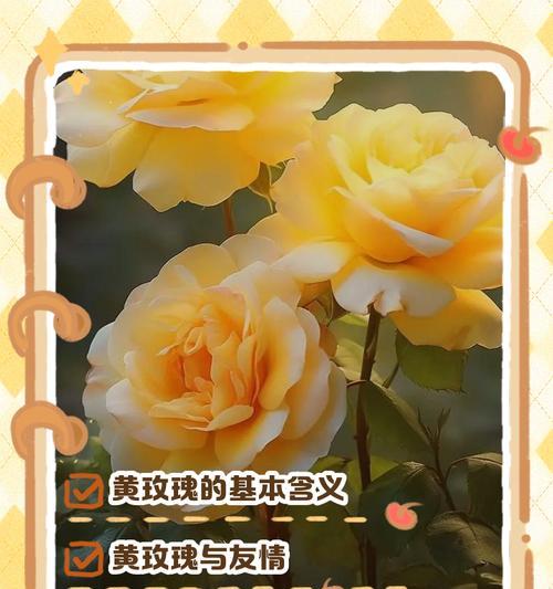 玫瑰花的含义是什么？它象征着什么？