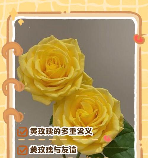 玫瑰花的含义是什么？它象征着什么？