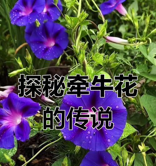 招魂的花有哪些寓意？招魂花的传说是什么？