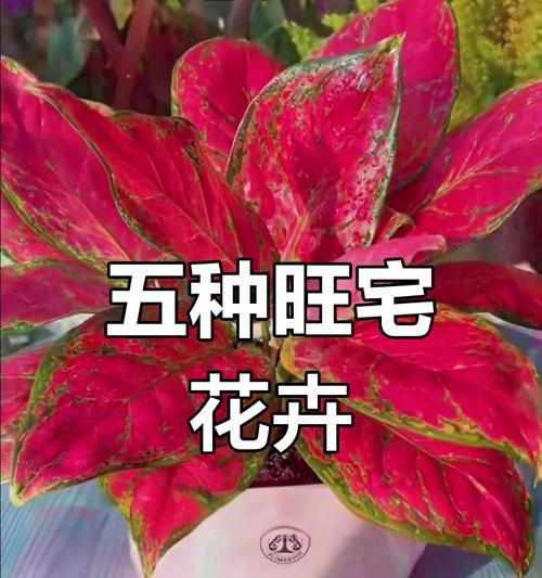 招魂的花有哪些寓意？招魂花的传说是什么？