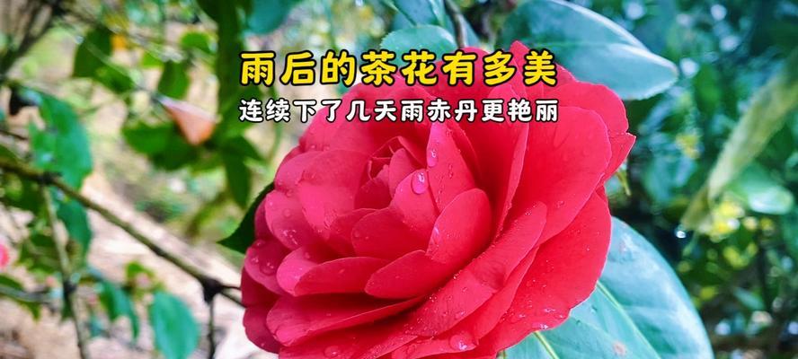 什么花有雨的含义和寓意？
