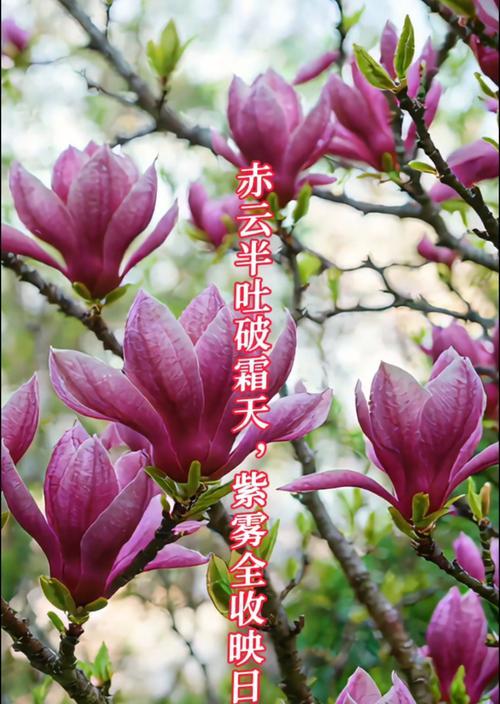 红玉兰的花语及其含义是什么？红玉兰有何象征意义？