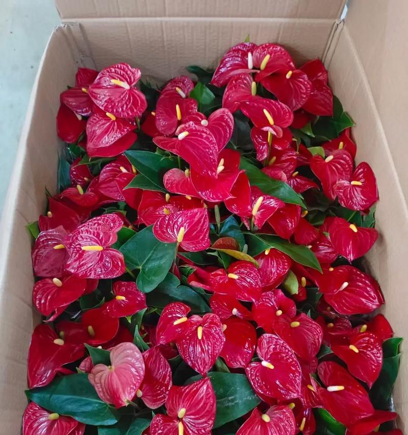 鸿运当头的含义是什么？花语代表什么？