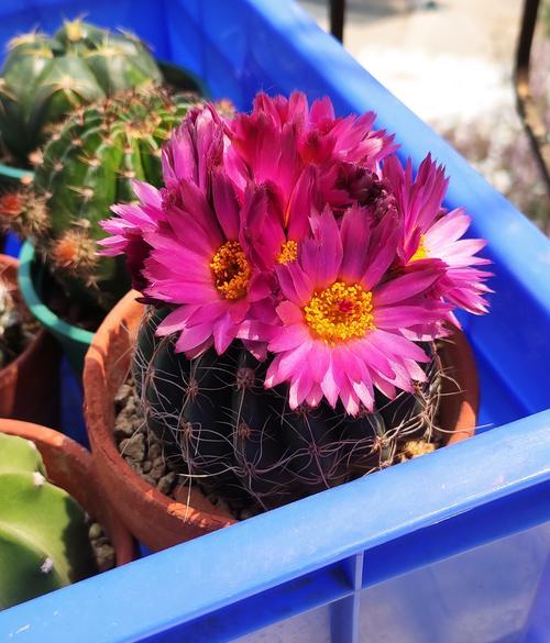 花玉中的黑点有什么特别含义吗？花玉黑点的象征意义是什么？