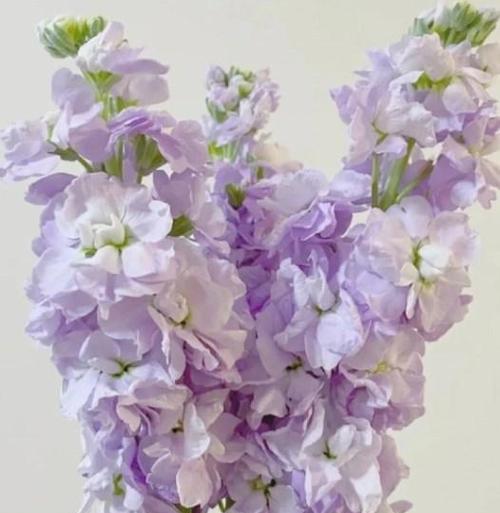 象征作家的花有哪些？