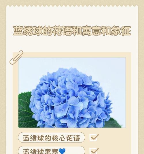 绣球花的花语和象征意义是什么？