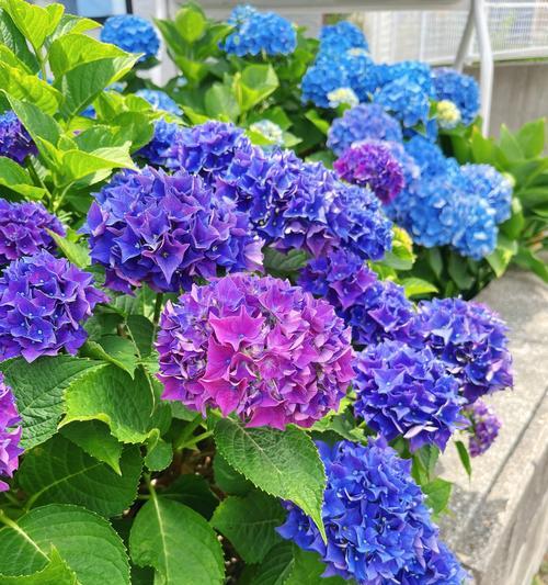 绣球花的花语和象征意义是什么？