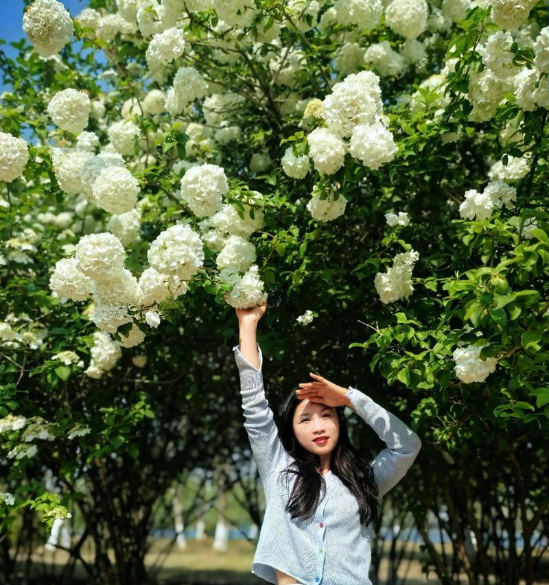 绣球花的花语和象征意义是什么？