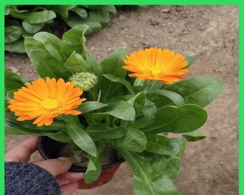 金盏菊的花语和寓意是什么？它在花卉语言中代表什么？