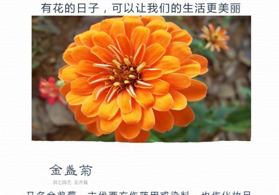金盏菊的花语和寓意是什么？它在花卉语言中代表什么？
