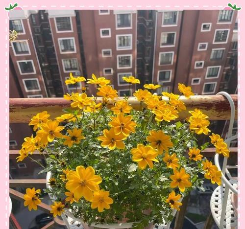 象征和平的草花有哪些？和平草花的花名和意义是什么？