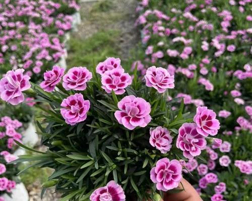 初吻花有何寓意？初吻花的含义是什么？