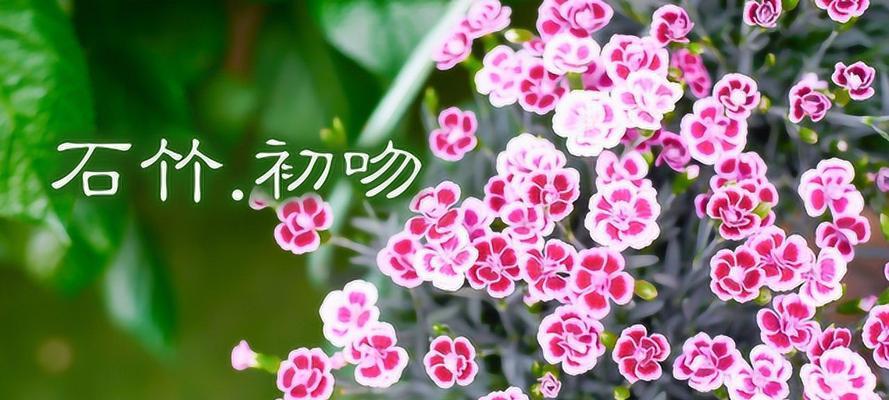 初吻花有何寓意？初吻花的含义是什么？