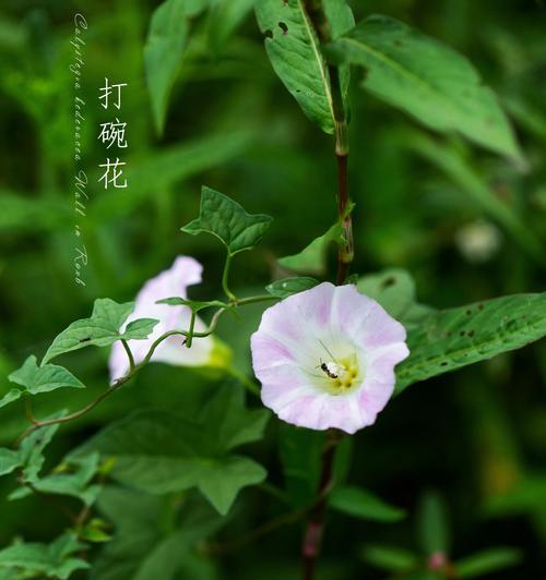 有没有花没有任何含义？它们代表什么？