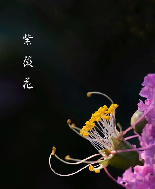 紫薇花的寓意是什么？它象征着什么？